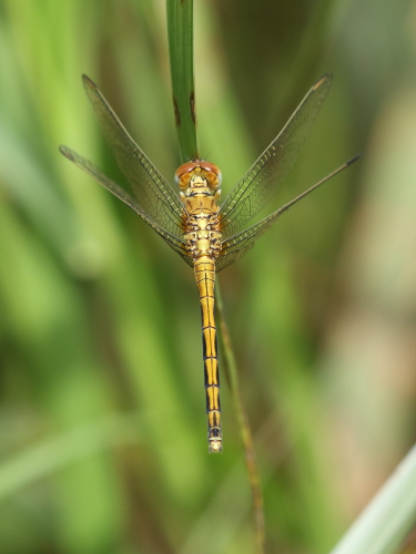 Orthetrum abbotti (Little Skimmer) female 2.JPG